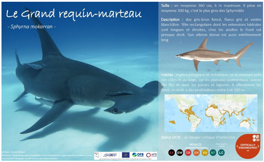 Raies Et Requins En Guyane Sensibilisation Implication Et Formation